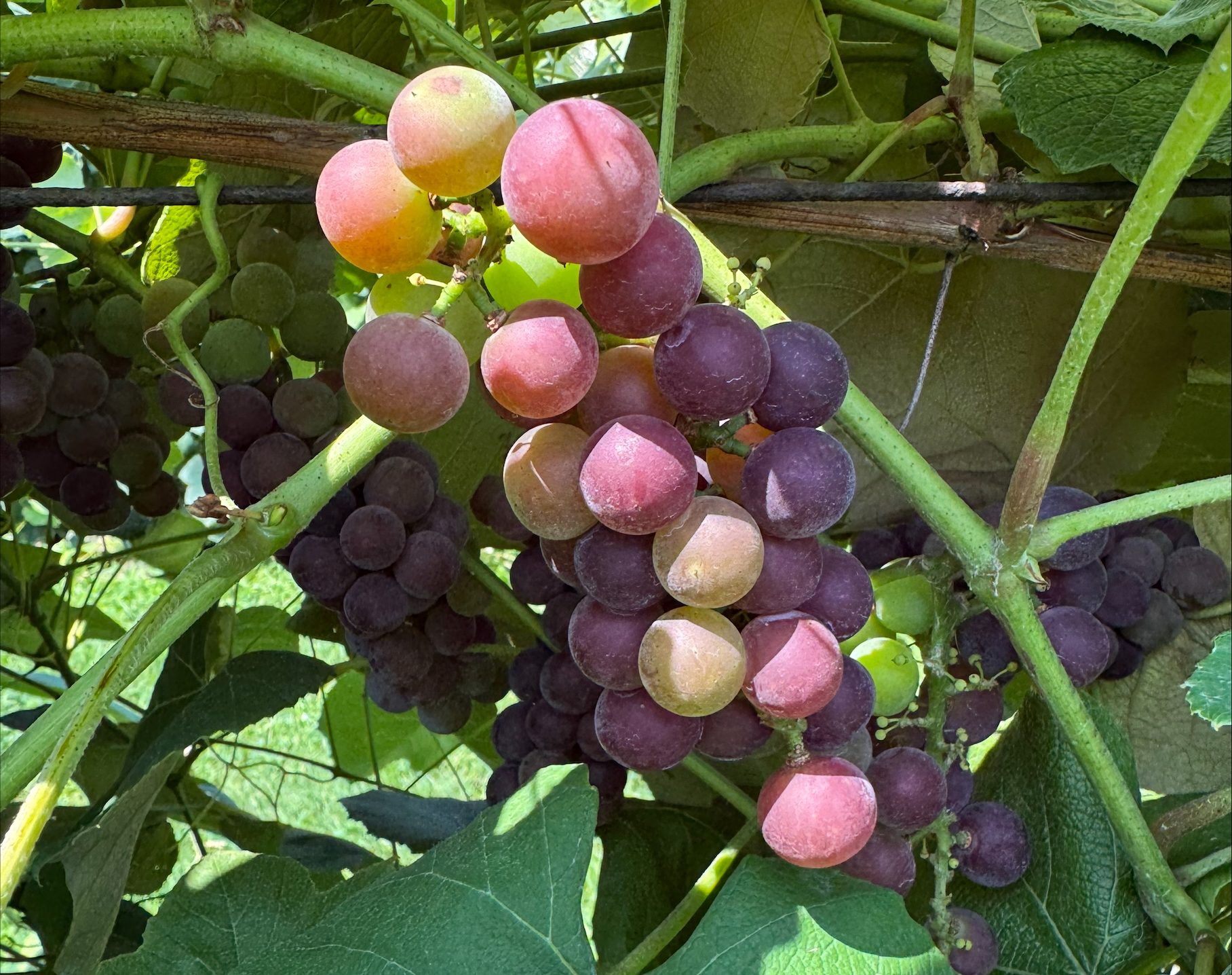 Grapes on a vine.